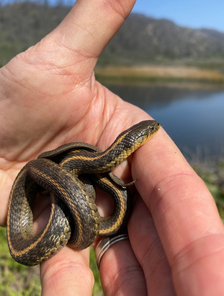 Santa Cruz Garter Snake